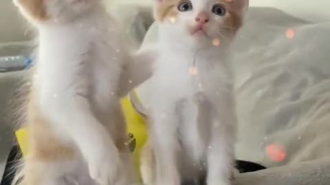 Pretty Cats & Pets Compilation