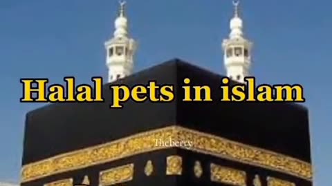 Halal pets in islam####