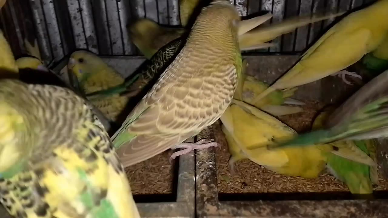 Birds funny viral video