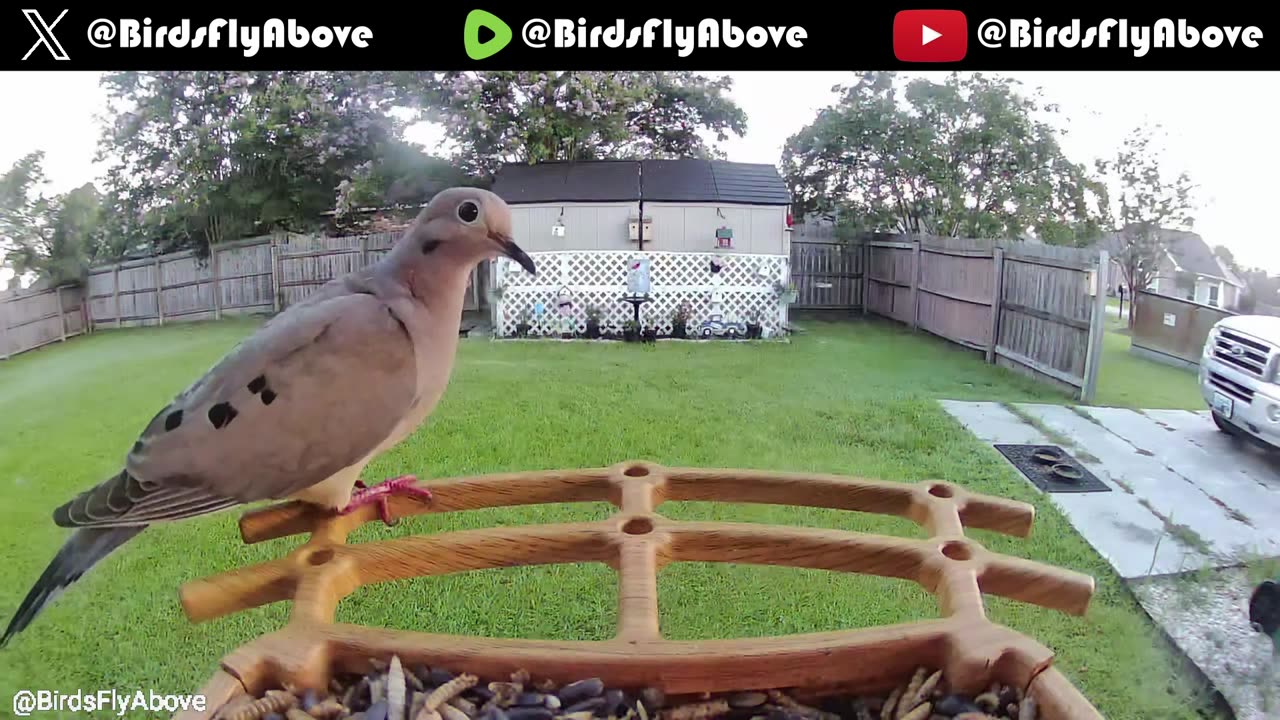 Various birds visit the feeder