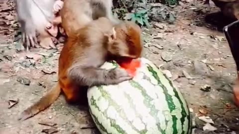 Funny Monkey Loves Watermelon Monkey Eating Cute Monkey Squad Animals Funny Videos #shorts