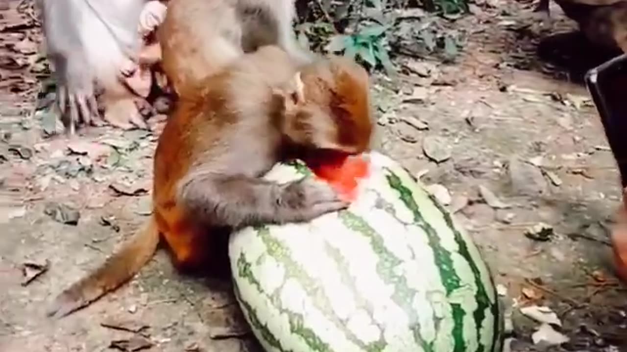 Funny Monkey Loves Watermelon Monkey Eating Cute Monkey Squad Animals Funny Videos #shorts