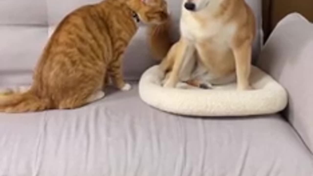 Cute dog and cat fight