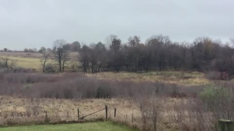 Whitetail Bucks