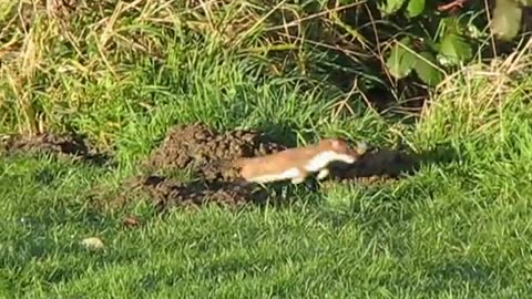 STOAT AND RABBIT, PONTEFRACT PARK.