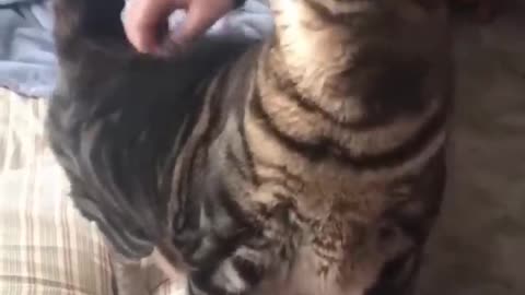 Trending cute cats funny cats