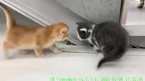 Mom cat makes sure that baby kittens do not fall down the stairs