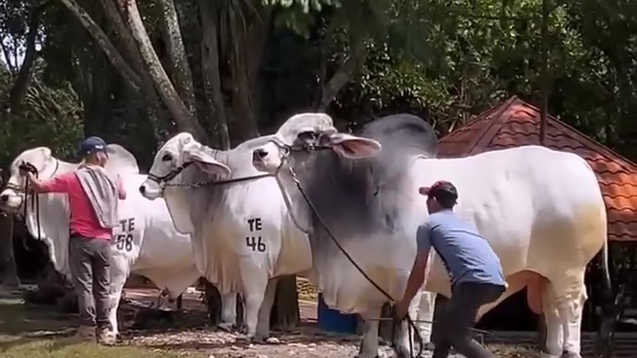 Sapi kurban ibarat mobil Pajero parkir