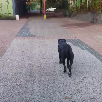 5.10.2024 Sounds of Kuranda 6:48am