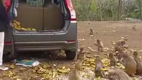 Man feeding a thousand monkeys