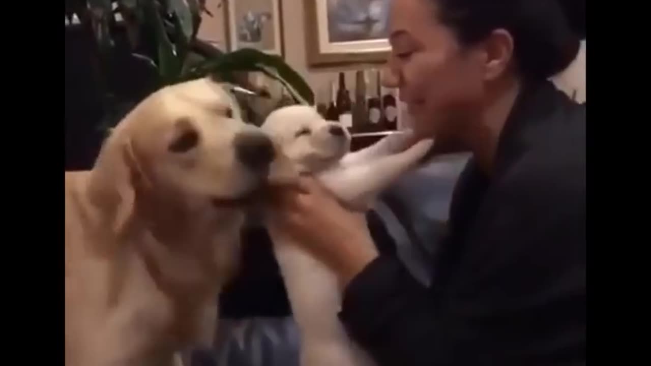 The Ultimate Compilation of Adorable Puppies in 2023