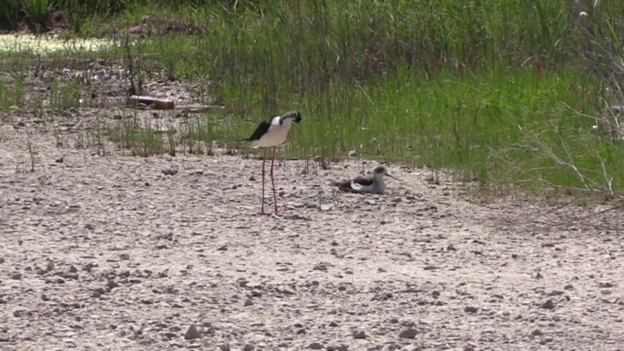 Échasse blanche (Himantopus h. himantopus) Black-winged Stilt