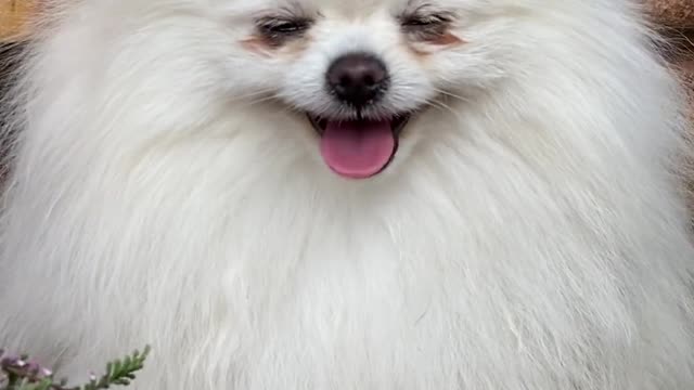 Playful White Hairy Dog