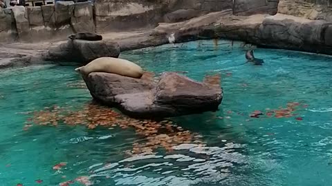 Barcelona Zoo Seal Spain Fun