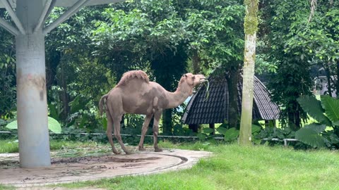 The Camel's Hump Doesn't Store Water ... It's Actually ...