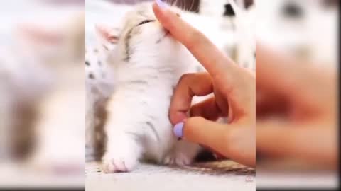 Baby Cats - Cute and Funny Cat Videos Compilation | Aww Animals