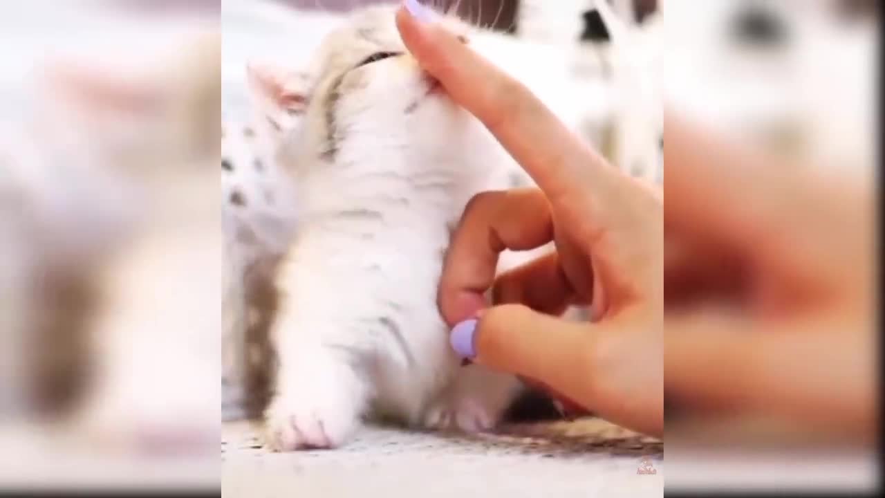Baby Cats - Cute and Funny Cat Videos Compilation | Aww Animals