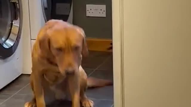 harris the lab has an issue with bowls