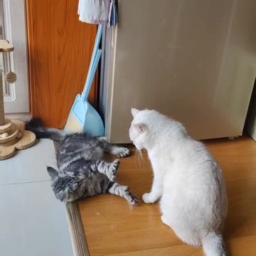 Sparring time UFC style 😂😂😂