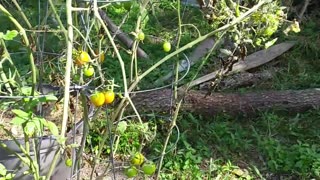 Growing Tomatoes In Winter