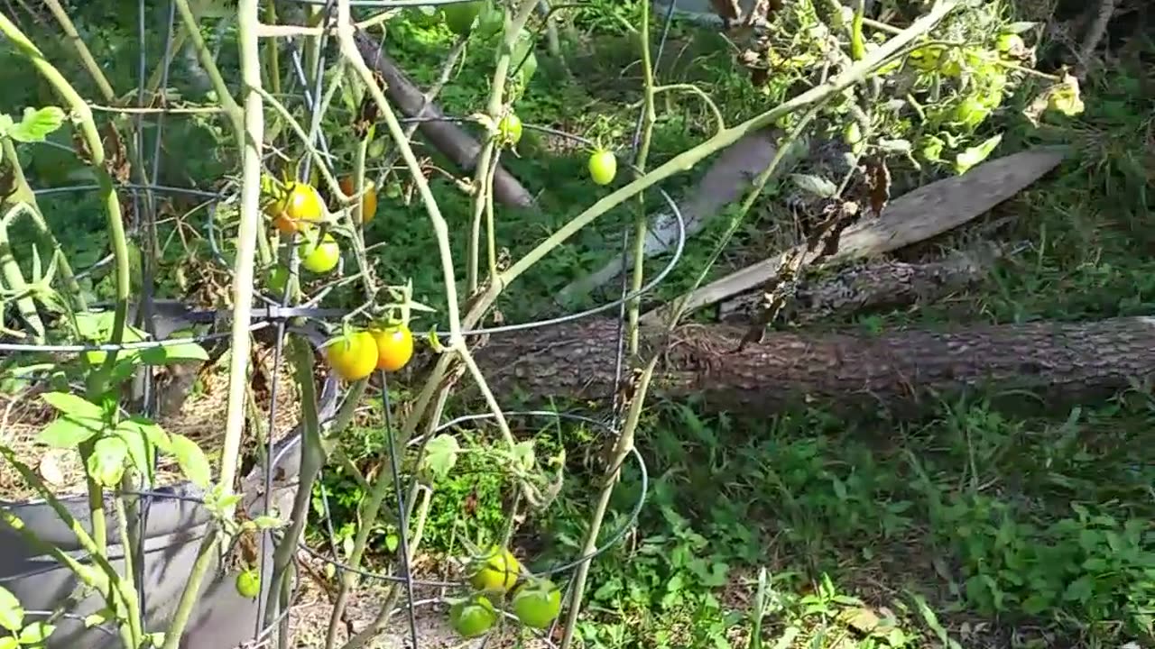 Growing Tomatoes In Winter