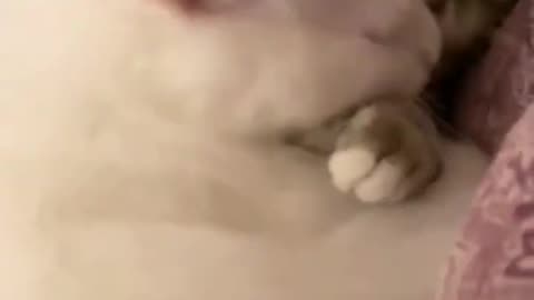 Two cats loving eachother