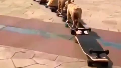 animal funny clip