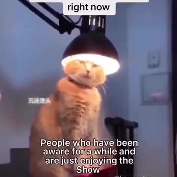 Cat fren just Waking Up v Cat fren enjoying the Show