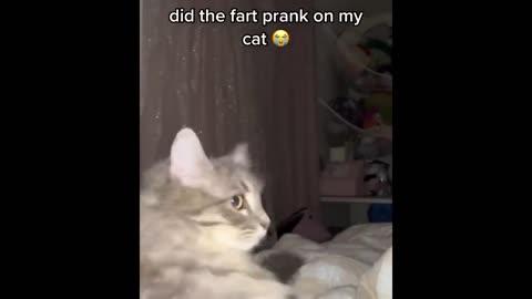 HILARIOUS CAT VIDEOS