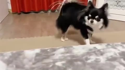 Funny Puppy Playing Wild