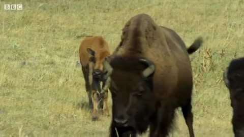 Bison Fight for Mating Rights | BBC Earth