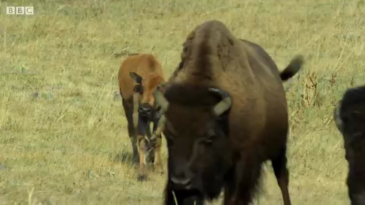 Bison Fight for Mating Rights | BBC Earth