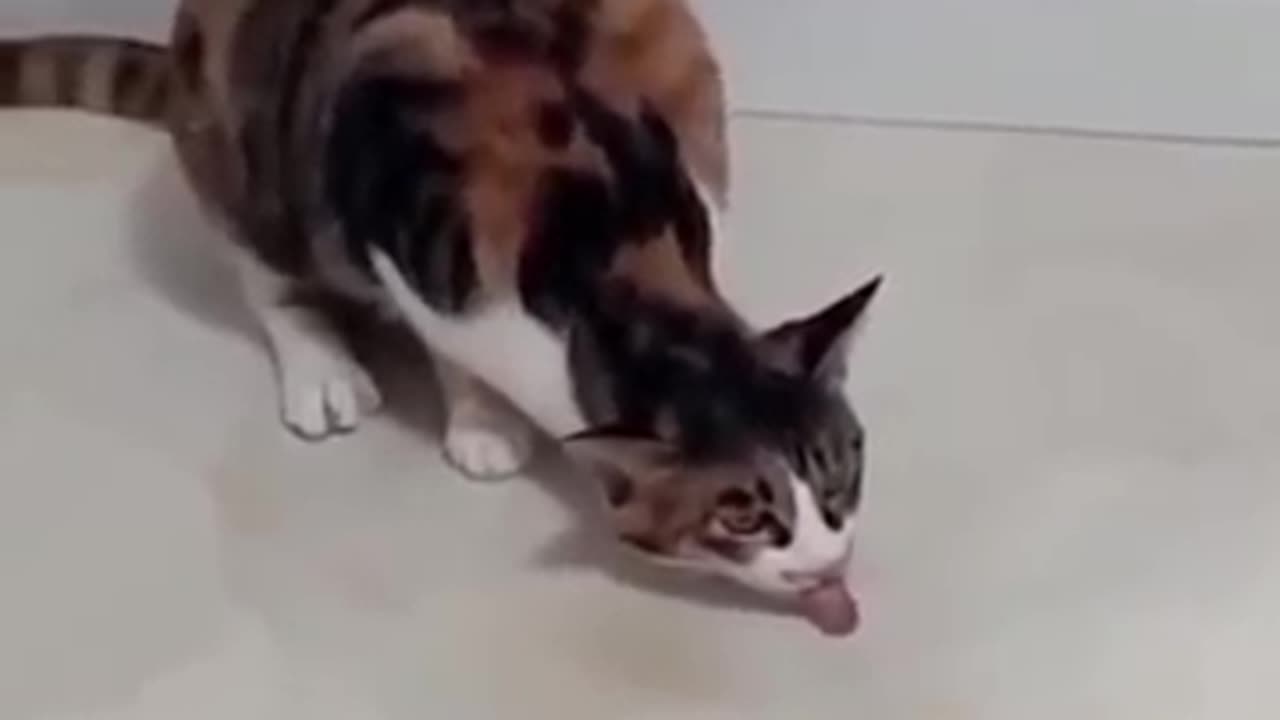 Funny cat