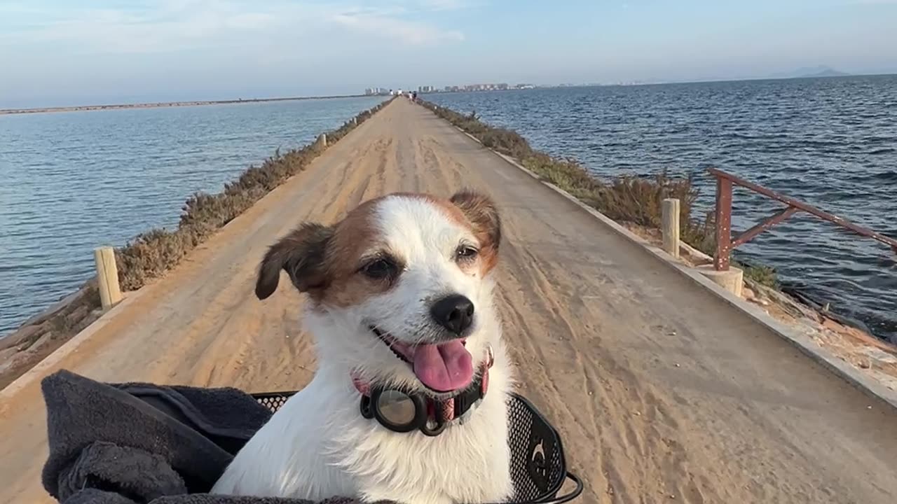 Dog Takes in the Scenery from her Throne