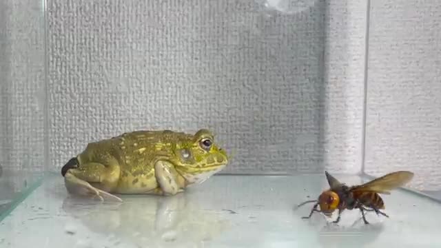 When you p💩💩p in front of the giant hornet ... / Pacman frog , African bullfrog【LIVE FEEDING】