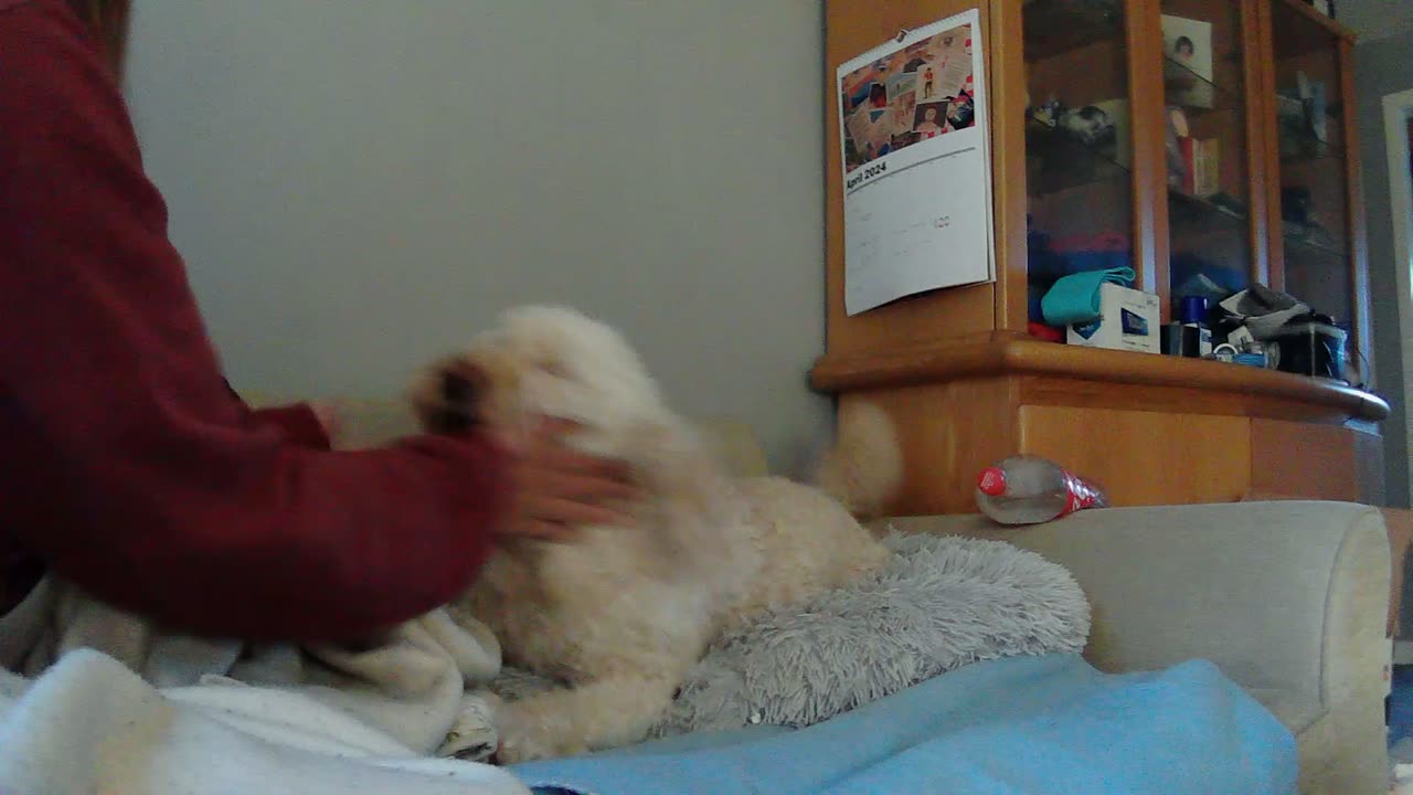 Playfighting with Maca