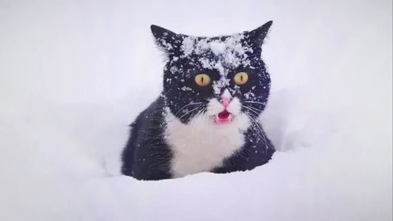 Cats Discovering Snow For The First Time