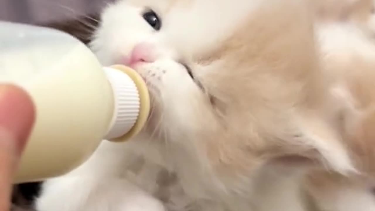 "Mom, I'm hungry!"#cat #catsoftiktok #kittycat #cutecat #funnycat #foryou #meow #fyp #funnyvideos