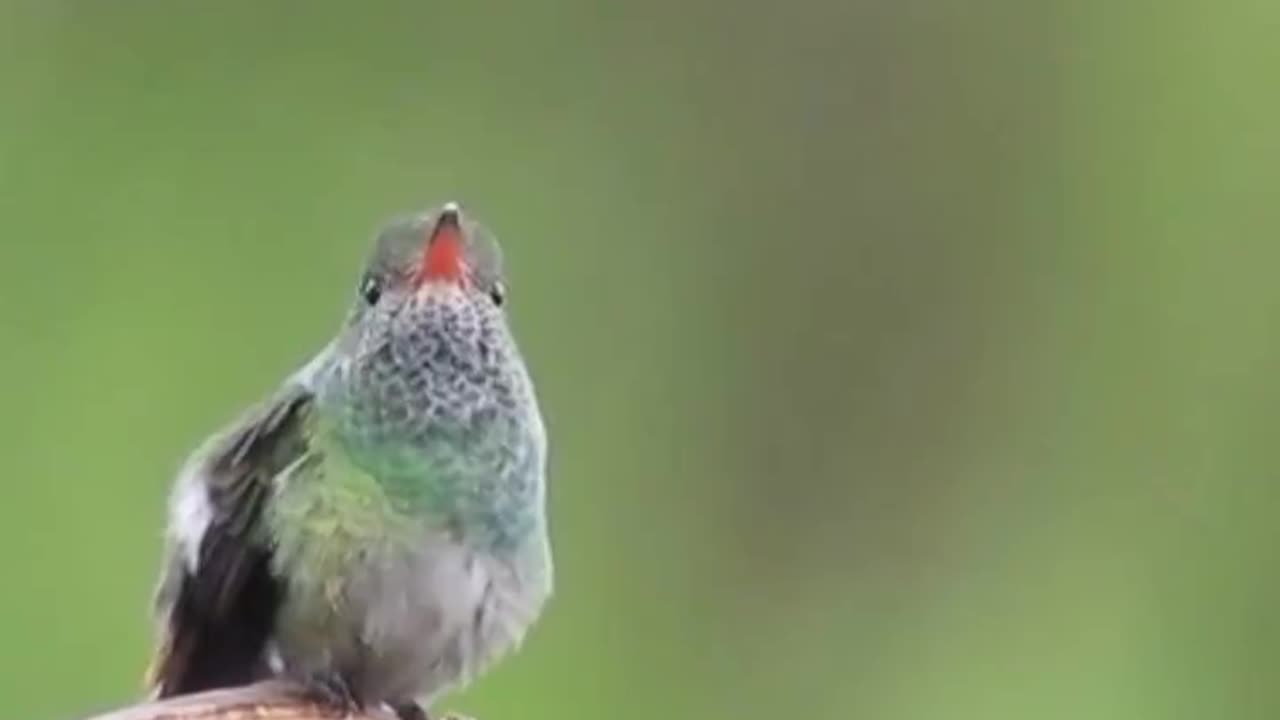 Antillean Crested Hummingbirds Animals Videos For Kids