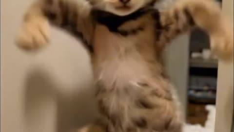 Funny little cat dancing 😂😂😂