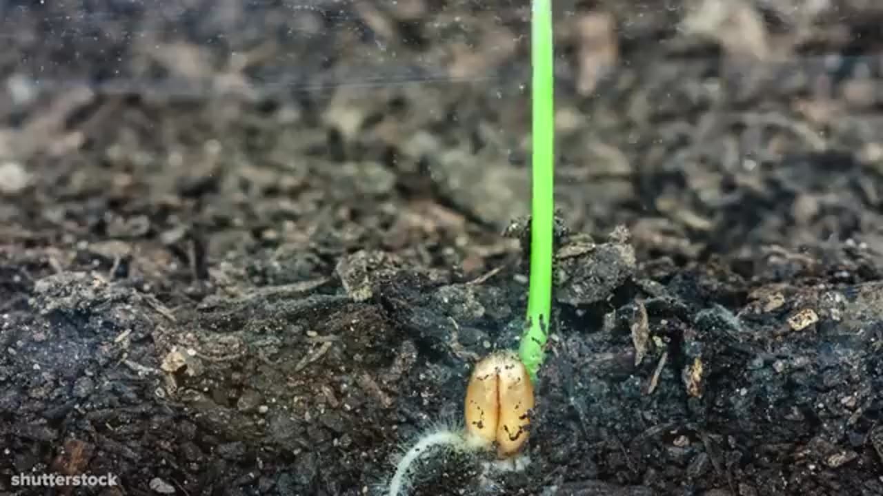 I Could Watch Time Lapses Of Seeds Growing All Day