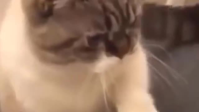 Funny cat short video