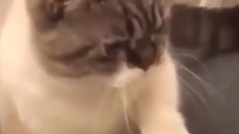 Funny cat short video