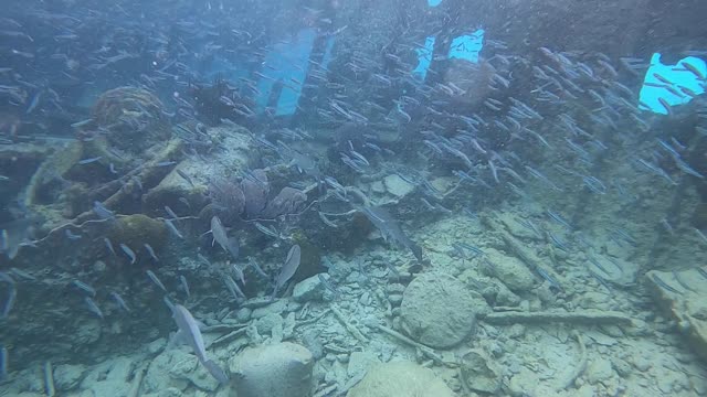 Free-diving Lionfish team gets two more!