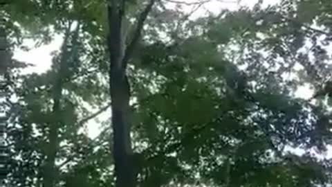 Funny people, lumber jackass cuts down tree