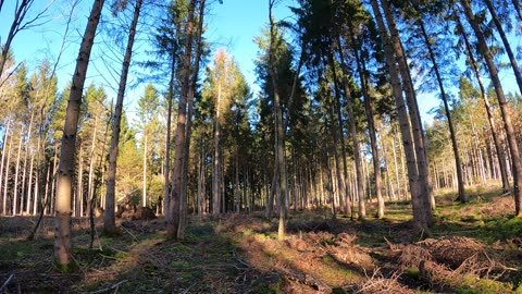 Navigating through the woods. Speedlapse. GoPro. 18th Jan 2023