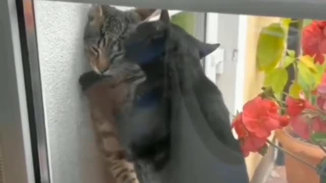 Funny cat romancing each other 😂😂🤣✨❤️❤️