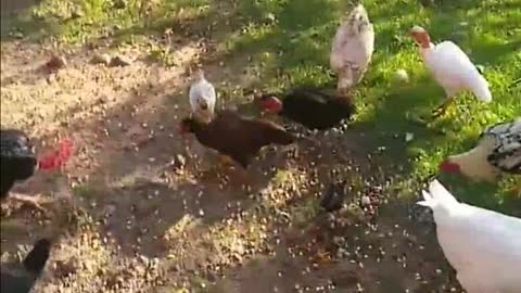 Galinhas criadas na fazenda