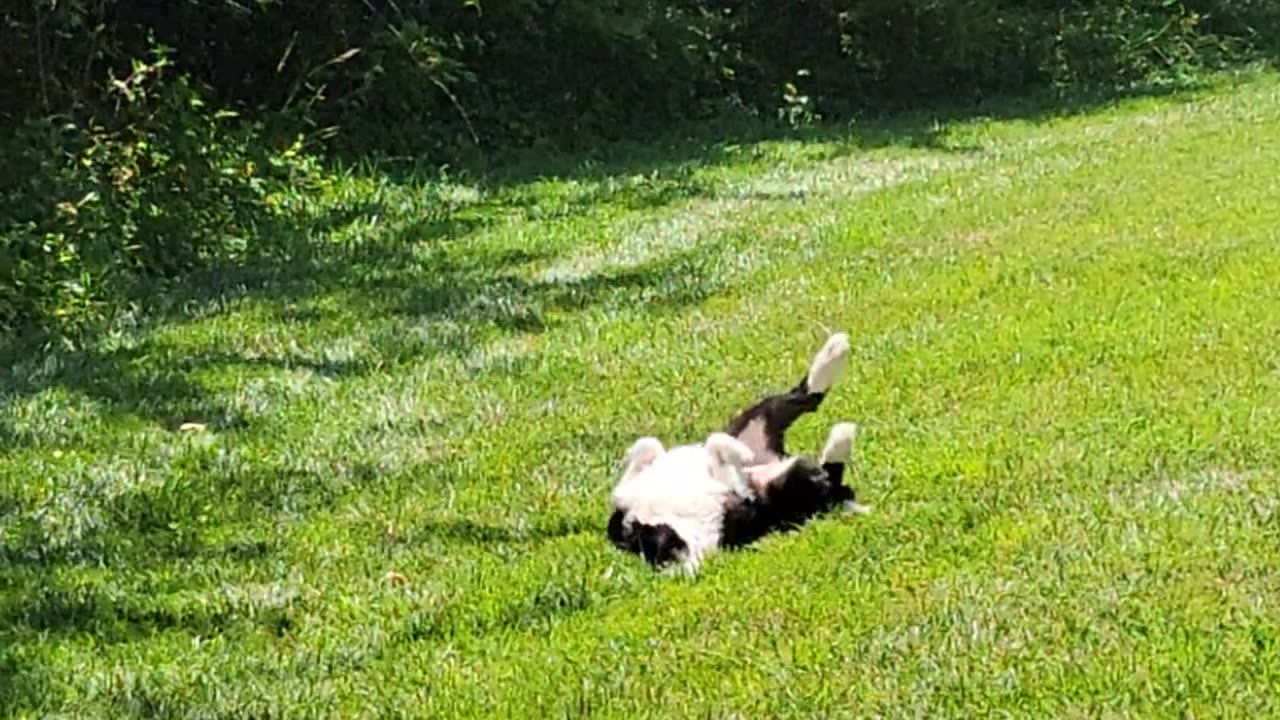 Happy dog and sunshine