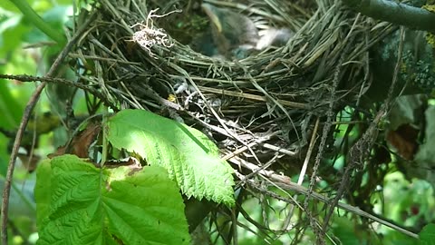 A nest